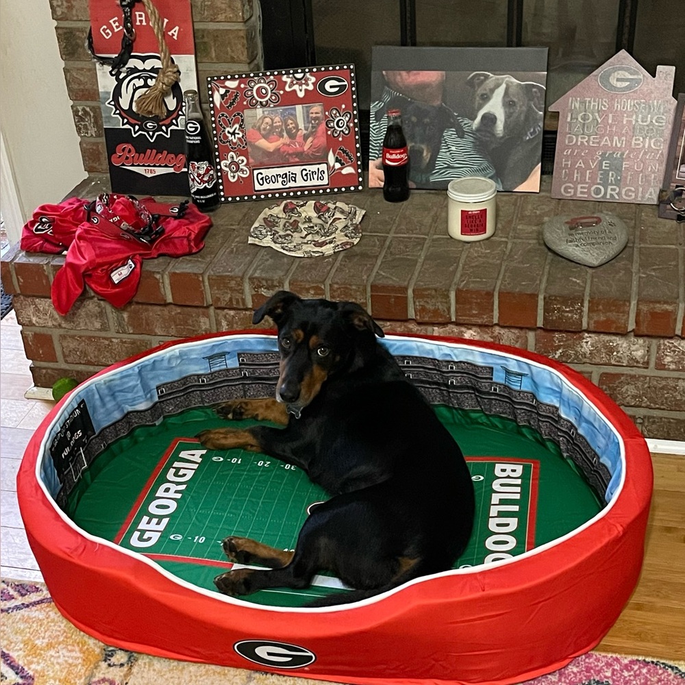 🎄 🎅 Georgia Bulldog Large Stadium Dog Bed NIB.